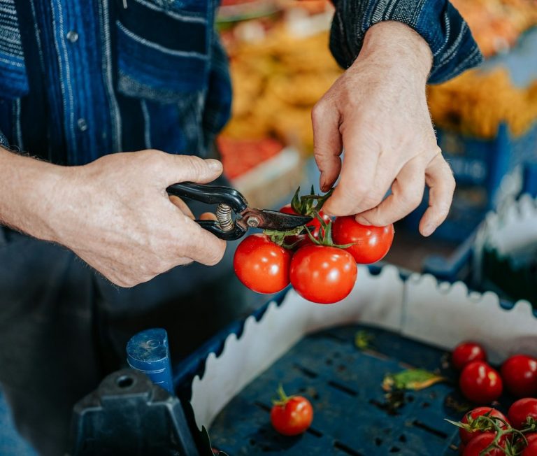 Hände schneiden frische, rote Tomaten auf einem Marktstand ab.